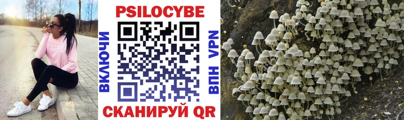 kraken зеркало купить цена Сольцы Галлюциногенные грибы Psilocybine cubensis
